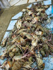 Food is any substance consumed to provide nutritional support for the body. It typically comes from plants, animals, or fungi and contains essential nutrients such as carbohydrates, proteins, fats, vi