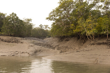 River channel, mudflat and mangrove forest of Sundarban tiger reserve, India
