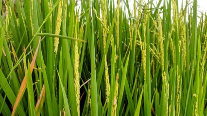 Fototapeta premium Rice plants in the village