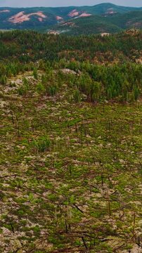 Aerial view of american landscapes. United States summer mountain farmland. Vertical video