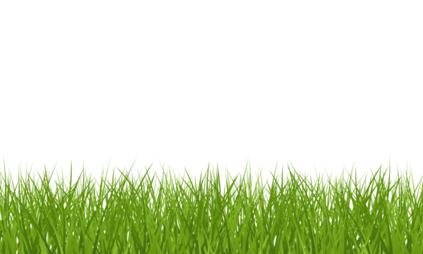 Green Grass border isolated on transparent background, vector illustration. Realistic green seamless grass. Grass png, lawn png. 