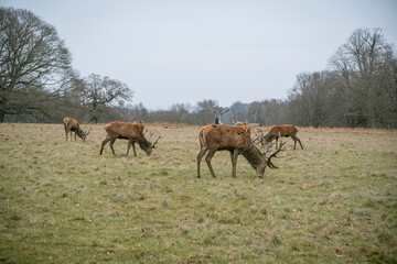 Obraz premium Richmond Park. Deer Roaming in the Wild
