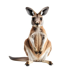 Fototapeta premium Adorable Baby Kangaroo Facing Forward Against Transparent Background