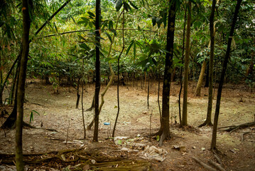 A typical jungle village of Bangladesh. Traditional Village of Bangladesh