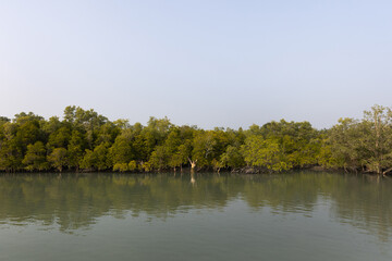 Dense mangrove forest of Sundarban tiger reserve, India