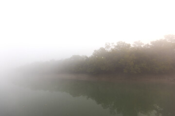 Fototapeta premium Great egrets perched on mangrove tree at Sundarban tiger reserve in foggy morning, India