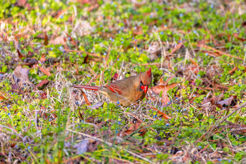 The northern cardinal (Cardinalis cardinalis), natural photo from North Carolina