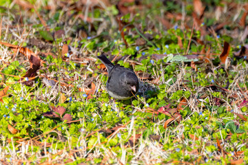 The dark-eyed junco (Junco hyemalis ), male on the yeard