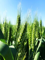 Still green spikes of winter wheat began to form on the massive commodity field of agriculture