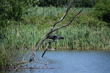 Cormorant on a tree above a heron with wide wings