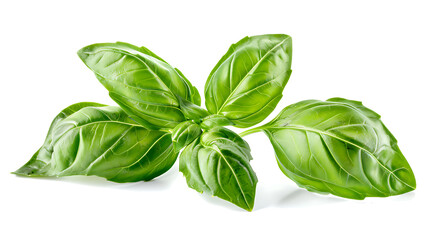 basil isolated on white background