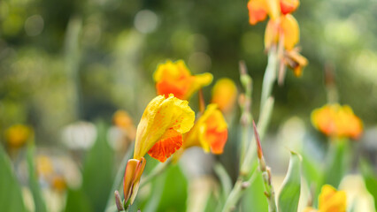 Yellow Canna Indica Flowers in a Sunlit Green Garden