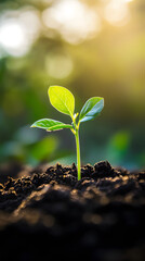 Fototapeta premium A young plant sprouting from rich soil, with sunlight shining on it, symbolizing growth and new beginnings 