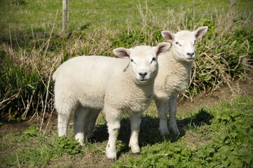 Two spring lambs in a green field