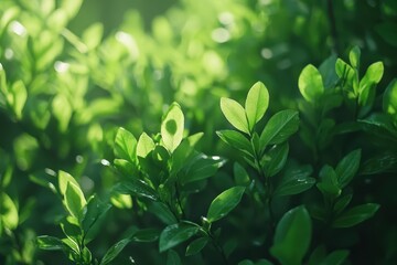 A close-up view of a green plant showcasing vibrant leaves illuminated by sunlight, highlighting its natural beauty and intricate details.