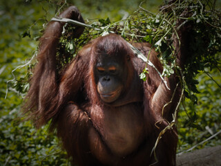 Orangutan 