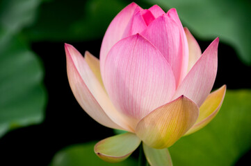 pink lotus flower