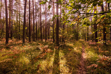 Enchanted Forest Path on a Sunny Day