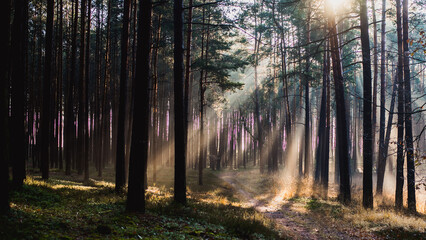 Obraz premium Enchanted Forest Path on a Sunny Day