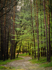 Enchanted Forest Path on a Sunny Day