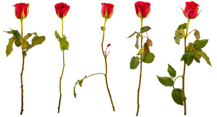 Red roses (b) - flowers, petals and stems photographed from the side on. Isolated, PNG file.
