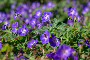 Cranesbills group of blue white purple flowers in bloom, Geranium Rozanne flowering ornamental plant, green leaves