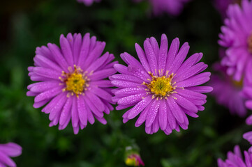 Obraz premium Symphyotrichum novi-belgii flowering plant, beautiful summer autumn rich petal flowers in bloom