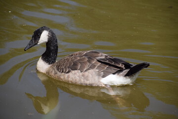Gray goose, portrait