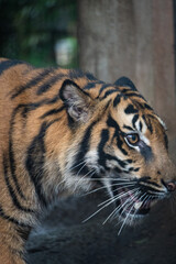 Tigre em Zoológico de Tóquio.