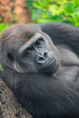 Gorila em zoológico japonês, em Tóquio!