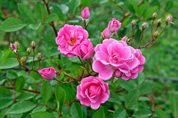 Pink roses on public garden in Teresopolis, Rio de Janeiro, Brazil