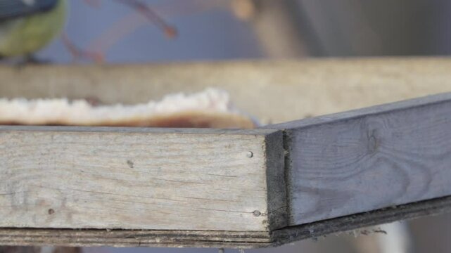 Eurasian Blue Tit (Cyanistes caeruleus) and great tit (Parus major)  close-up. They take food with their beaks. Winter feeder.  Slow motion.