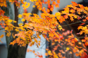 folhas vermelhas de Momiji no outono japonês