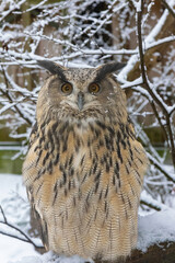 The Eurasian Eagle Owl, Bubo bubo