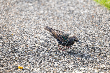 small bird on the sand