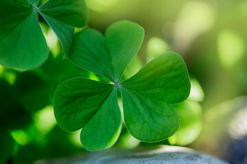 Fresh clover leaf , three-leaved shamrock, with blurred green background. Lucky Irish tSt. Patrick's day background. 