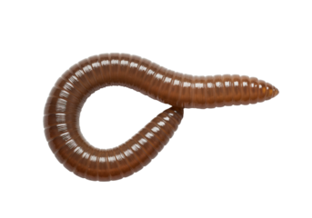 Close-up of Earthworm Crawling on Black Background in Studio Lighting