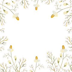 Watercolor floral square frame with chamomile (camomile) flowers. Hand drawn.