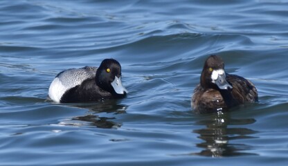Waterfowl in the spring 