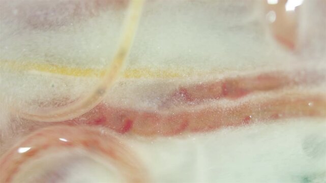 Worms of family Naididae, previously called Tubificidae and Nematoda Pontonema vulgare under a microscope. They scurry about in the mud. White Sea