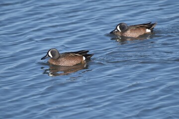 Waterfowl in the spring 