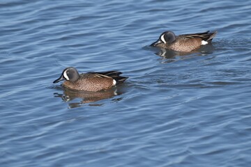 Waterfowl in the spring 