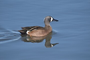 Waterfowl in the spring 