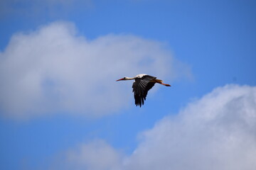 stork in full flight, wings down