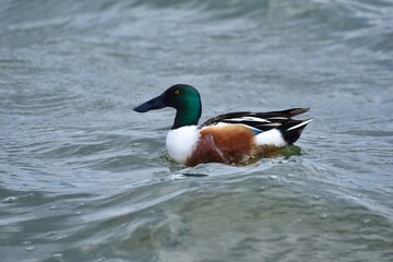 Waterfowl in the spring 