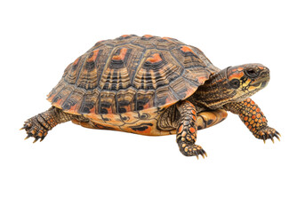 Fototapeta premium Colorful Box Turtle Walking Profile on Black Background Showing Shell Details