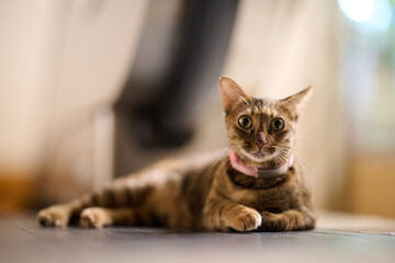 A cute domestic cat in Wan Chai Wet Market, Hong Kong at night. 