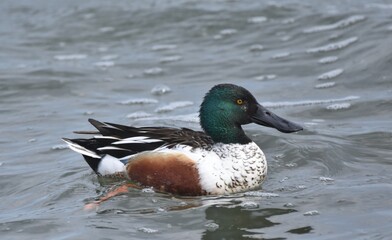 Waterfowl in the spring 