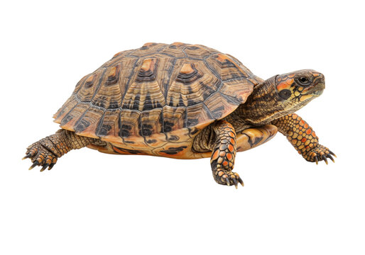 Detailed Studio Shot of a Crawling Brown and Orange Box Turtle