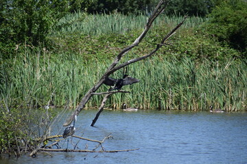 Cormorant on a tree above a heron  above blue water